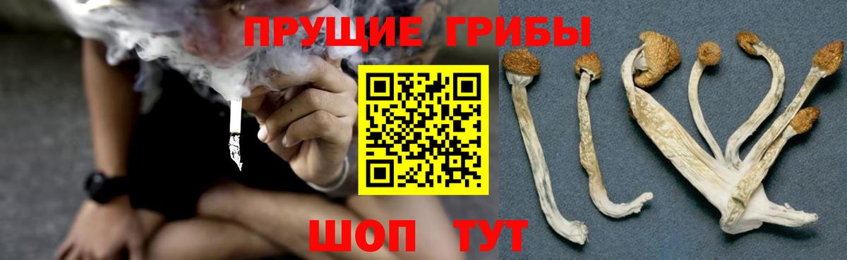 Галлюциногенные грибы GOLDEN TEACHER  Вход с VPN  Рославль 